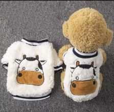 Limited edition Barndoodle cow sweater