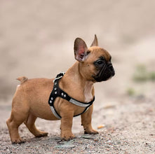 Rhinestone bling harness